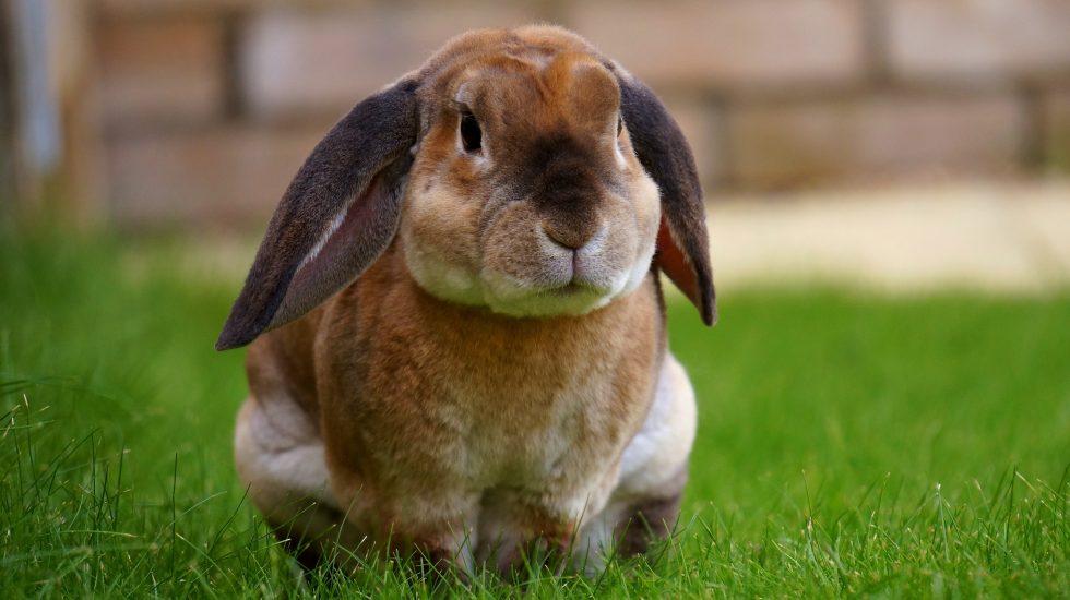 Manejo de los conejos