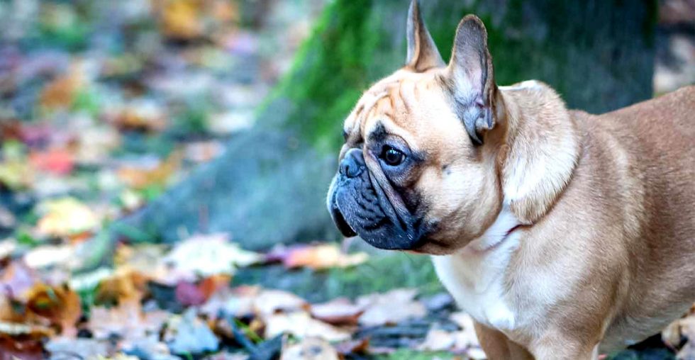 ¿Tu perro tiene tos?